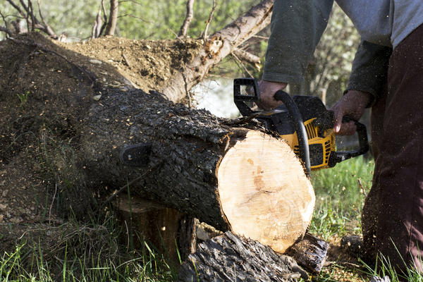 Man cuts a fallen tree